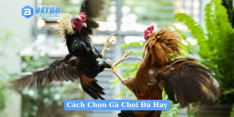 Cách Chọn Gà Chọi Đá Hay: Đánh Giá Tứ Linh, Lối Đá