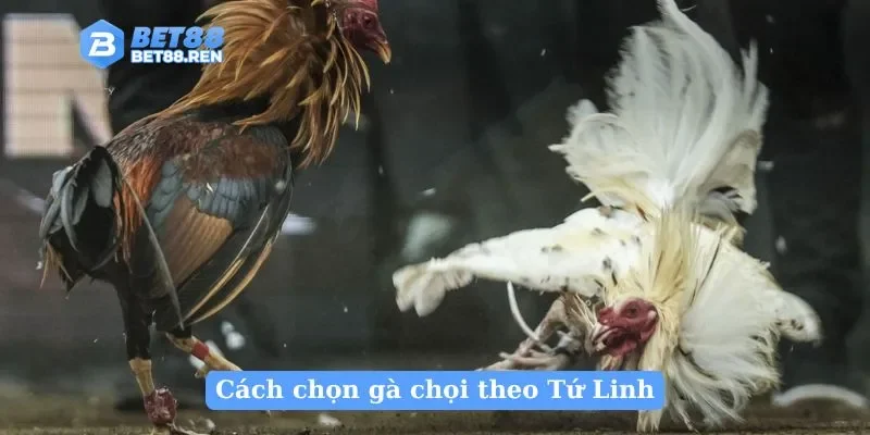 Cách chọn gà chọi theo Tứ Linh