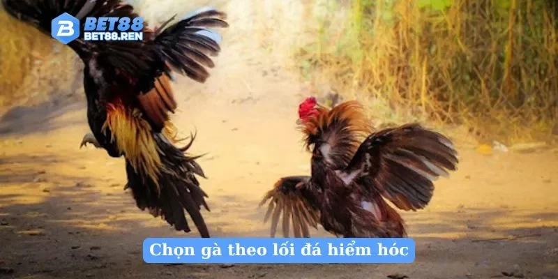 Chọn gà theo lối đá hiểm hóc