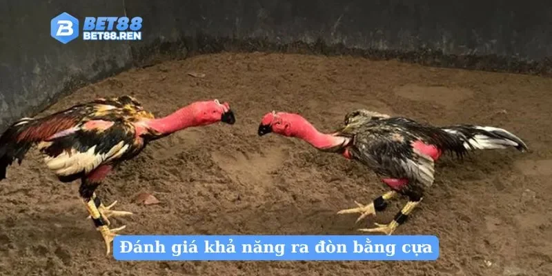 Đánh giá khả năng ra đòn bằng cựa