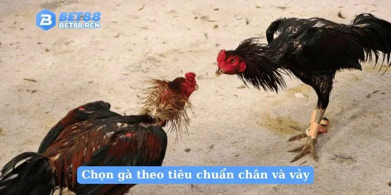 Chọn gà theo tiêu chuẩn chân và vảy