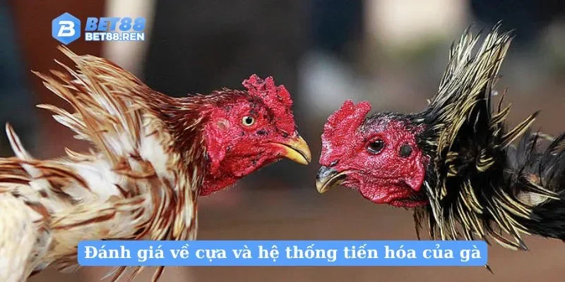 Đánh giá về cựa và hệ thống tiến hóa của gà