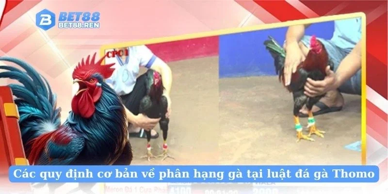 Các quy định cơ bản về phân hạng gà tại luật đá gà Thomo