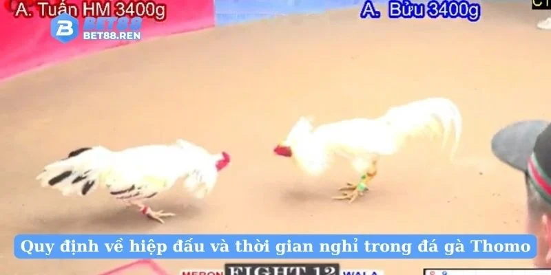 Quy định về hiệp đấu và thời gian nghỉ trong đá gà Thomo