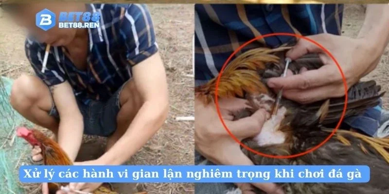 Xử lý các hành vi gian lận nghiêm trọng khi chơi đá gà 