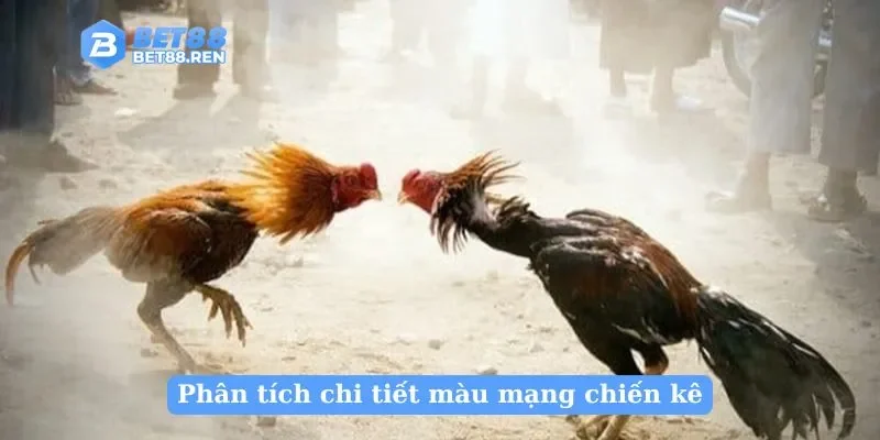 Phân tích chi tiết màu mạng chiến kê