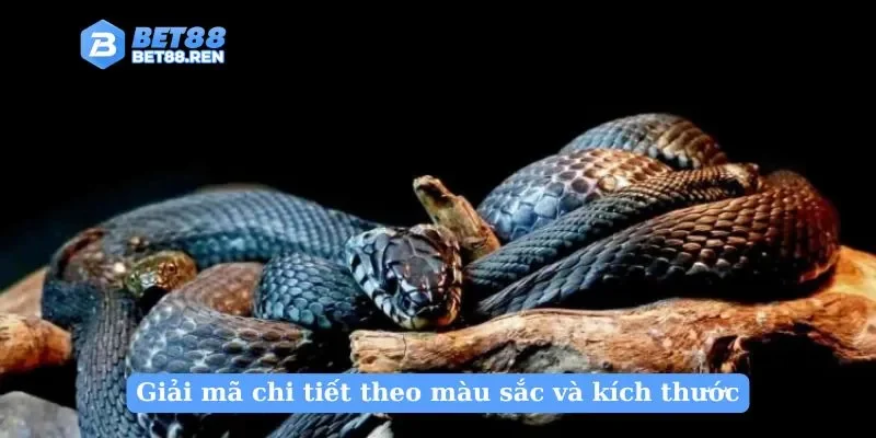 Giải mã chi tiết theo màu sắc và kích thước