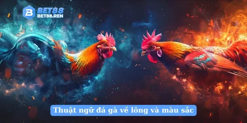 Thuật ngữ đá gà về lông và màu sắc