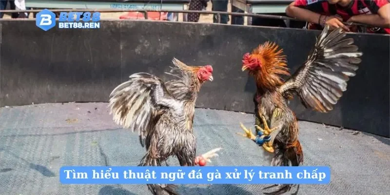 Tìm hiểu thuật ngữ đá gà xử lý tranh chấp
